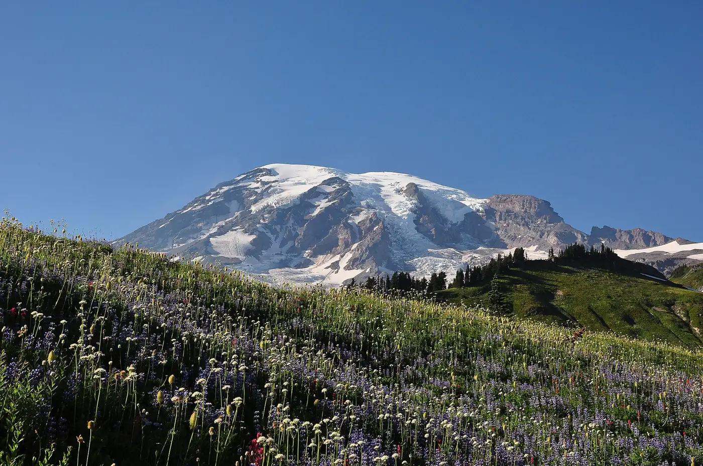 Mount Rainier behind the flowering meadows of Paradise Park (18 August 2012) — Mount Rainier National Park