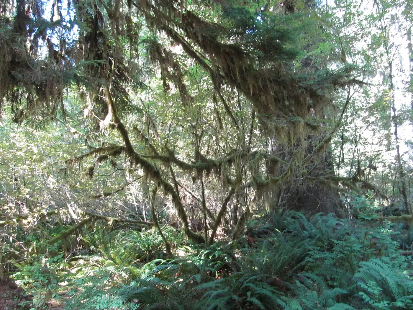Hoh Rainforest - Olympic National Park - Washington State (9780023511) — Olympic National Park