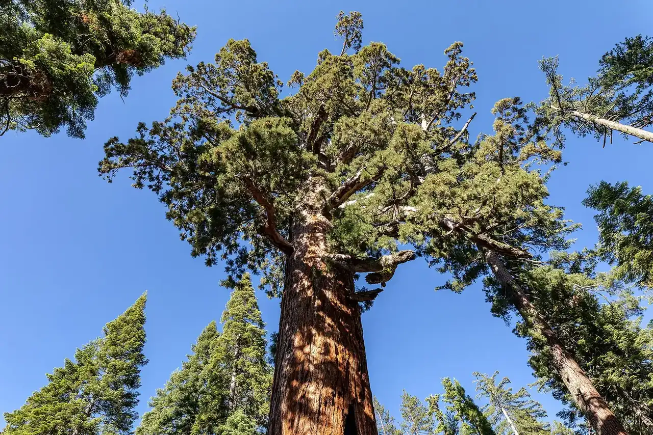Yosemite National Park (CA, USA), Mariposa Grove of Giant Sequoias, Grizzly Giant -- 2022 -- 2752 — Sequoia & Kings Canyon National Parks