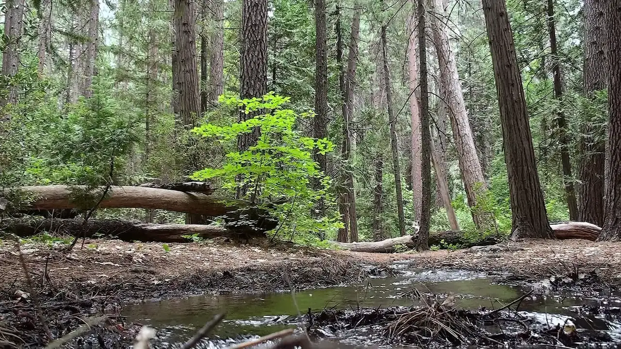 Forest and a creek at Upper Pines Campground in Yosemite Valley